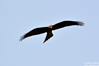 Pariah kite